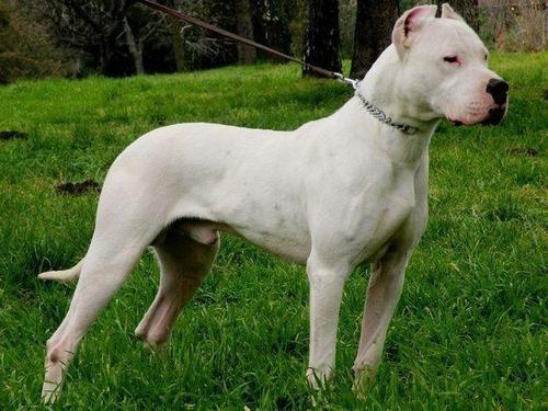 全球十大猛犬藏獒都排不上名次,藏獒vs各种猛犬谁是霸主