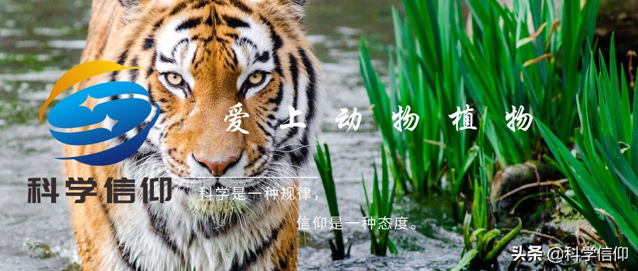 鲨鱼凶猛，但当失去鱼鳍的鲨鱼被放归海洋，等待它们的只有死亡