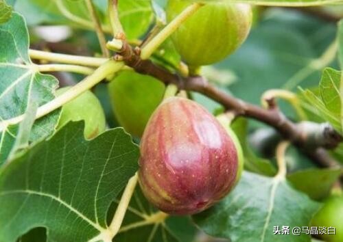 白癜风扩散速度快是什么原因,治疗白癜风是骗人的吗