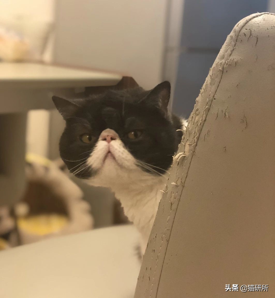 怎样挑选猫抓板,什么板材适合做猫抓板