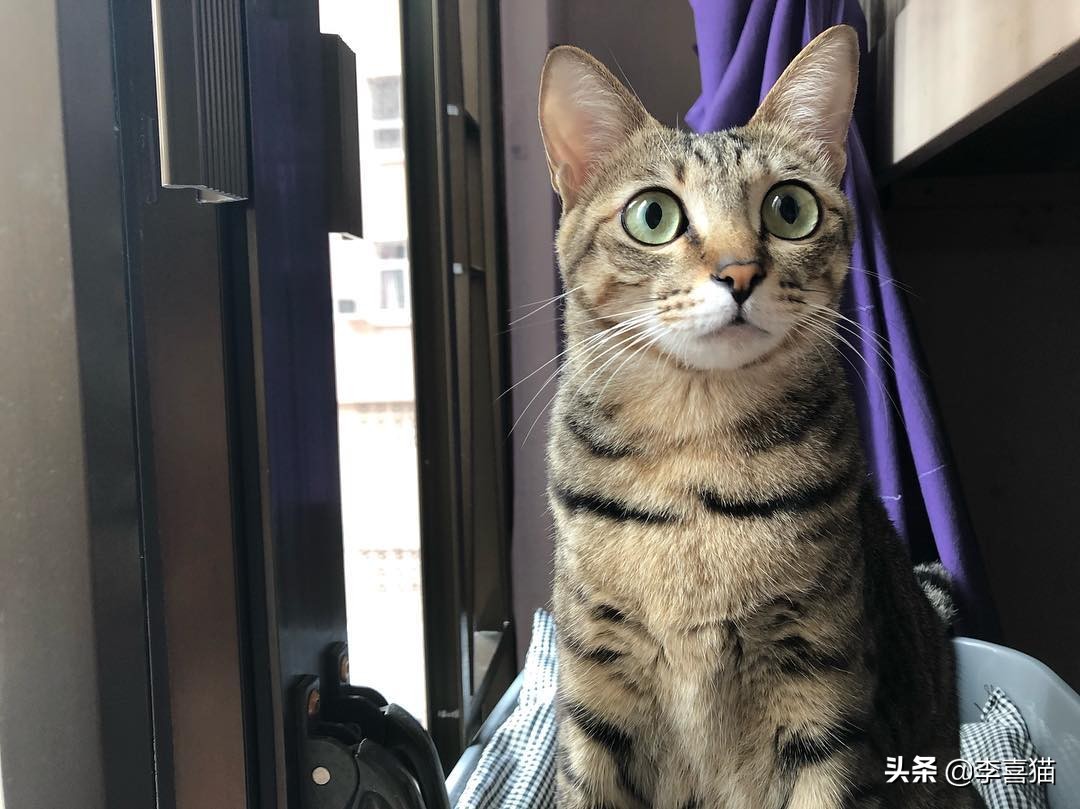 辟谣：自己养的猫随便摸？撸猫要讲究方法，不然就是在消耗信任度