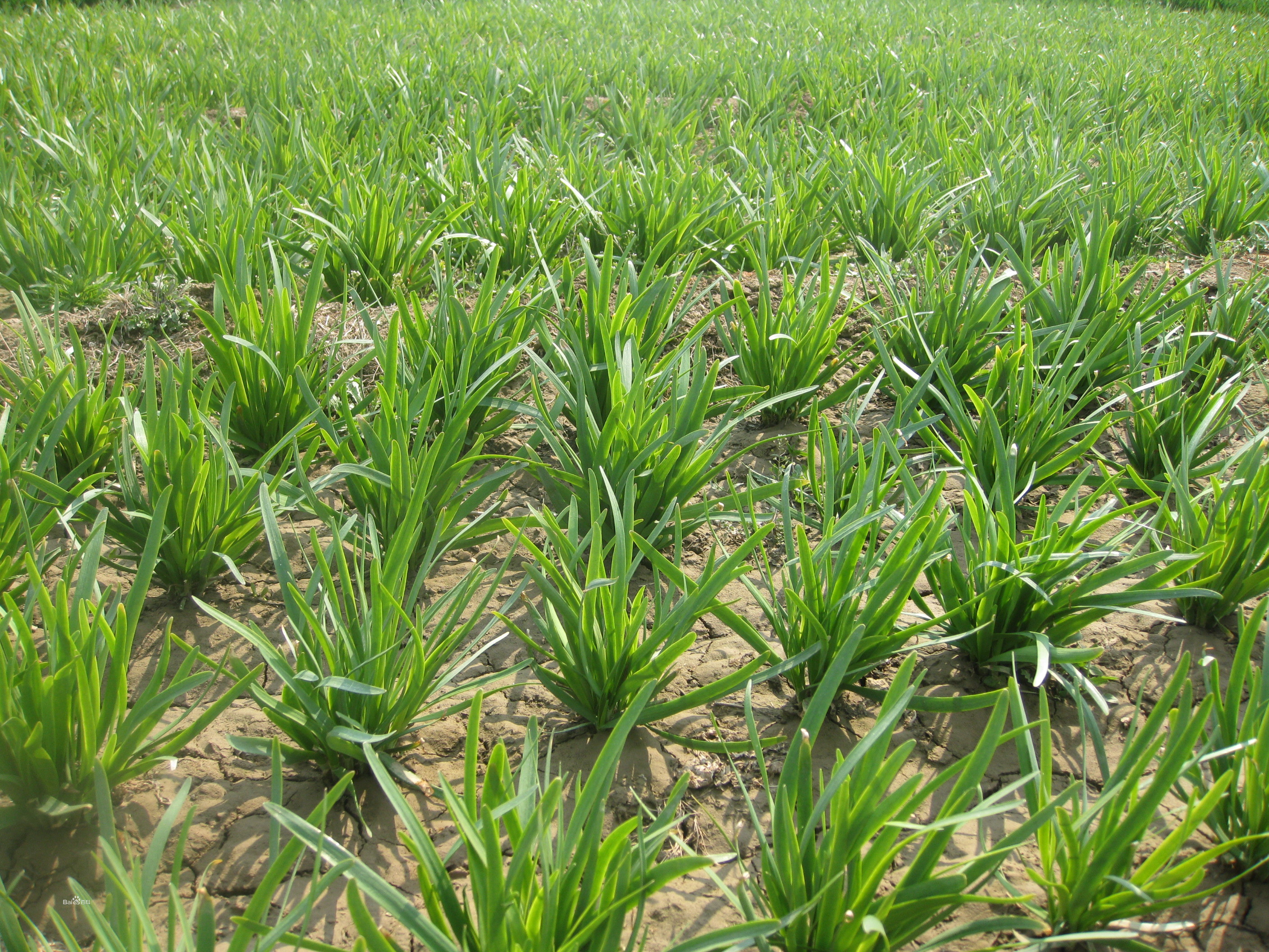 割完韭菜,韭菜为什么割完一茬还有一茬