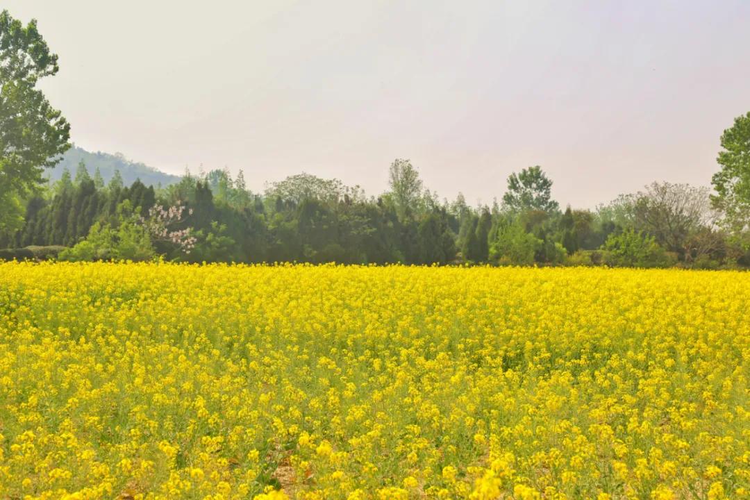 天台山赏油菜花,日照天台山旅游赏花