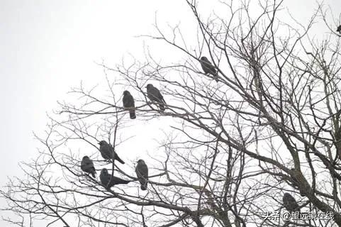 望远镜apo代表什么 (ed望远镜和apo望远镜区别)