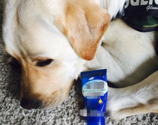 铲屎官涂完护手霜后摸狗,竟导致爱犬木糖醇中毒,细节处见真爱