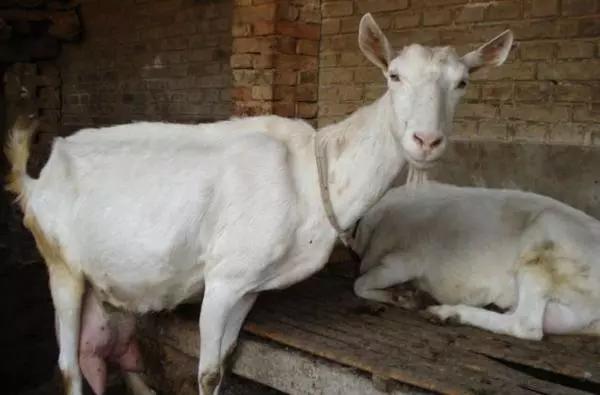 养什么品种羊好养又赚钱,养50只羊什么品种的羊效益最好