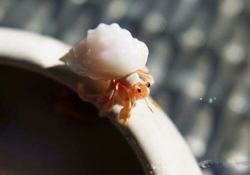 史上最全面的海鲜大咖,史上最全海鲜视频