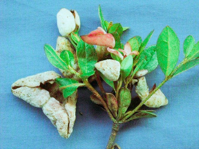 杜鹃花常见病害及治疗方法,小苏打在杜鹃花病虫害防治的作用