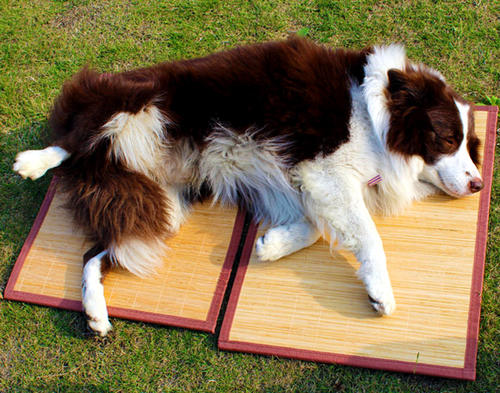 狗狗发情期很可怕？不用慌，只要做好这5点，宠主就没烦恼