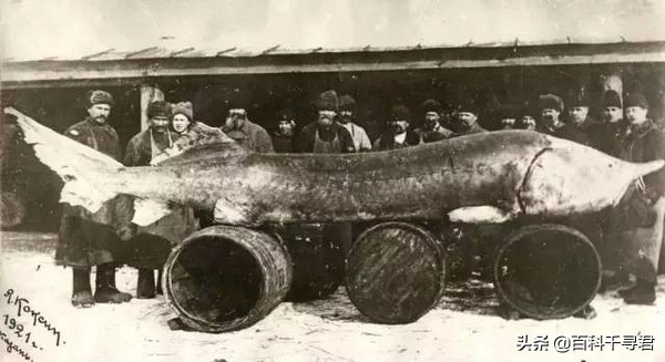 世界上最大的淡水鱼欧洲鳇,欧鳇是食肉鱼吗