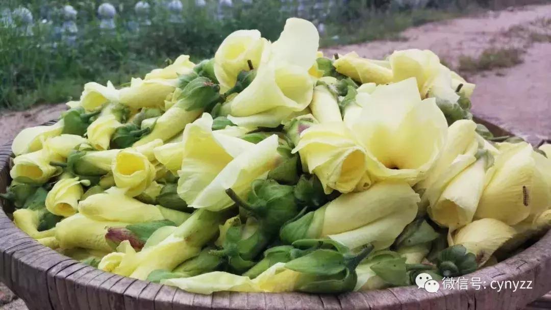 药食同源金花葵,金花葵是药食同源食品吗