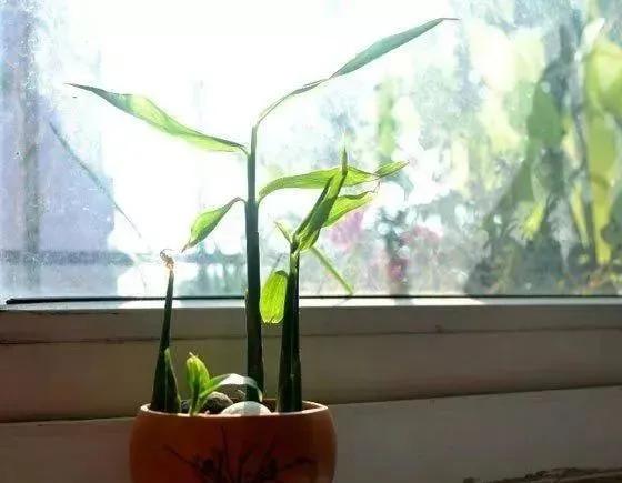 生姜放在瓶子里能长芽出来吗,生姜扔水里长成富贵盆景
