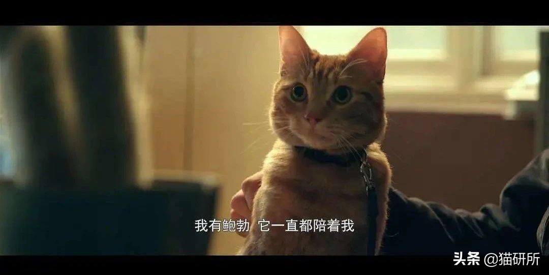 养猫好还是养狗好玄学,玄学上养猫有什么影响