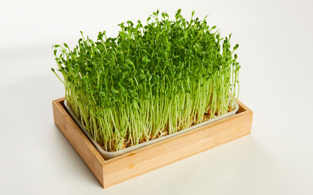 傣妹火锅的兴衰,傣妹火锅品牌策划