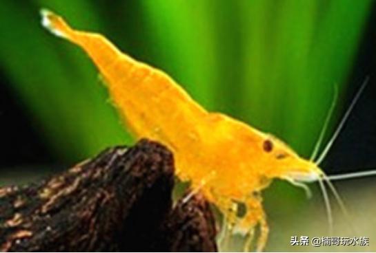 养观赏虾的正确方法和注意事项,适合新手饲养的观赏虾