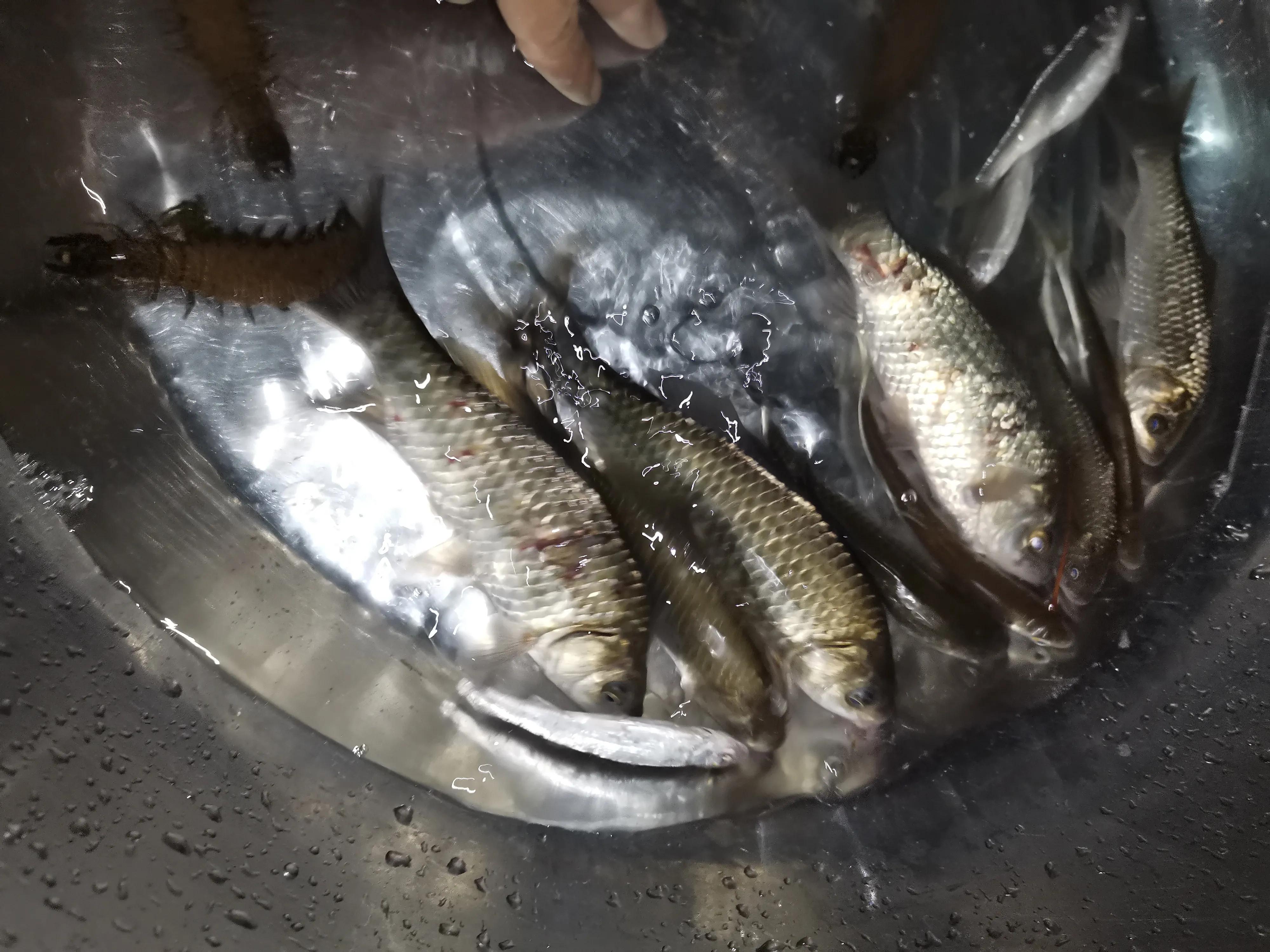 野河休闲钓，手杆绷尖钓法，岸边捡别人的麦子挂钩，最后鲫鱼连杆