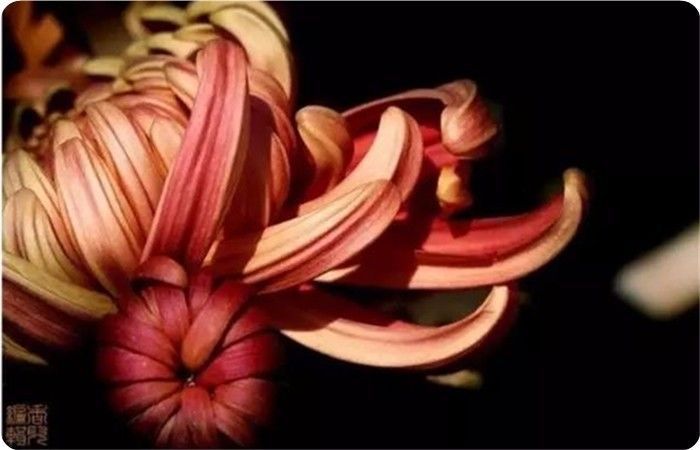 菊花100幅欣赏,菊花的十大绝美诗句