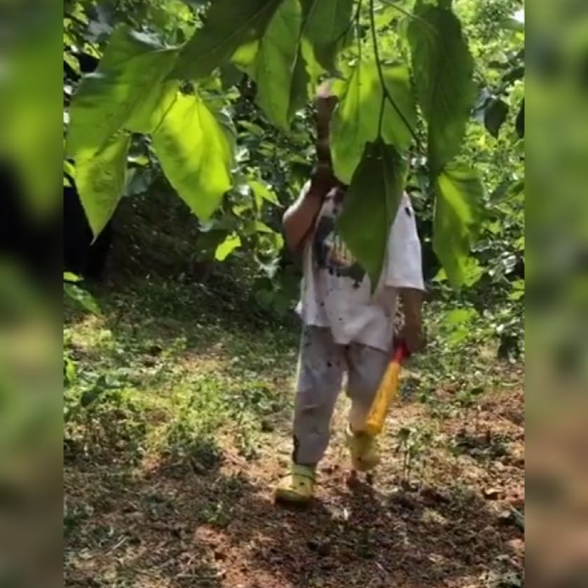 桑葚面膜,萌娃摘桑葚的视频