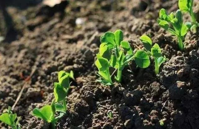 自制煮熟黄豆有机肥是啥肥,自制有机肥发酵剂的制作方法