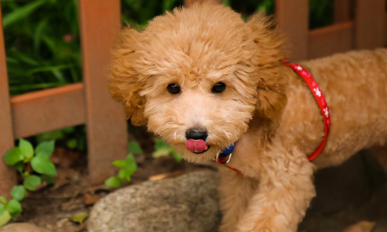 养泰迪犬的几大误区,饲养泰迪犬的6个注意事项是什么