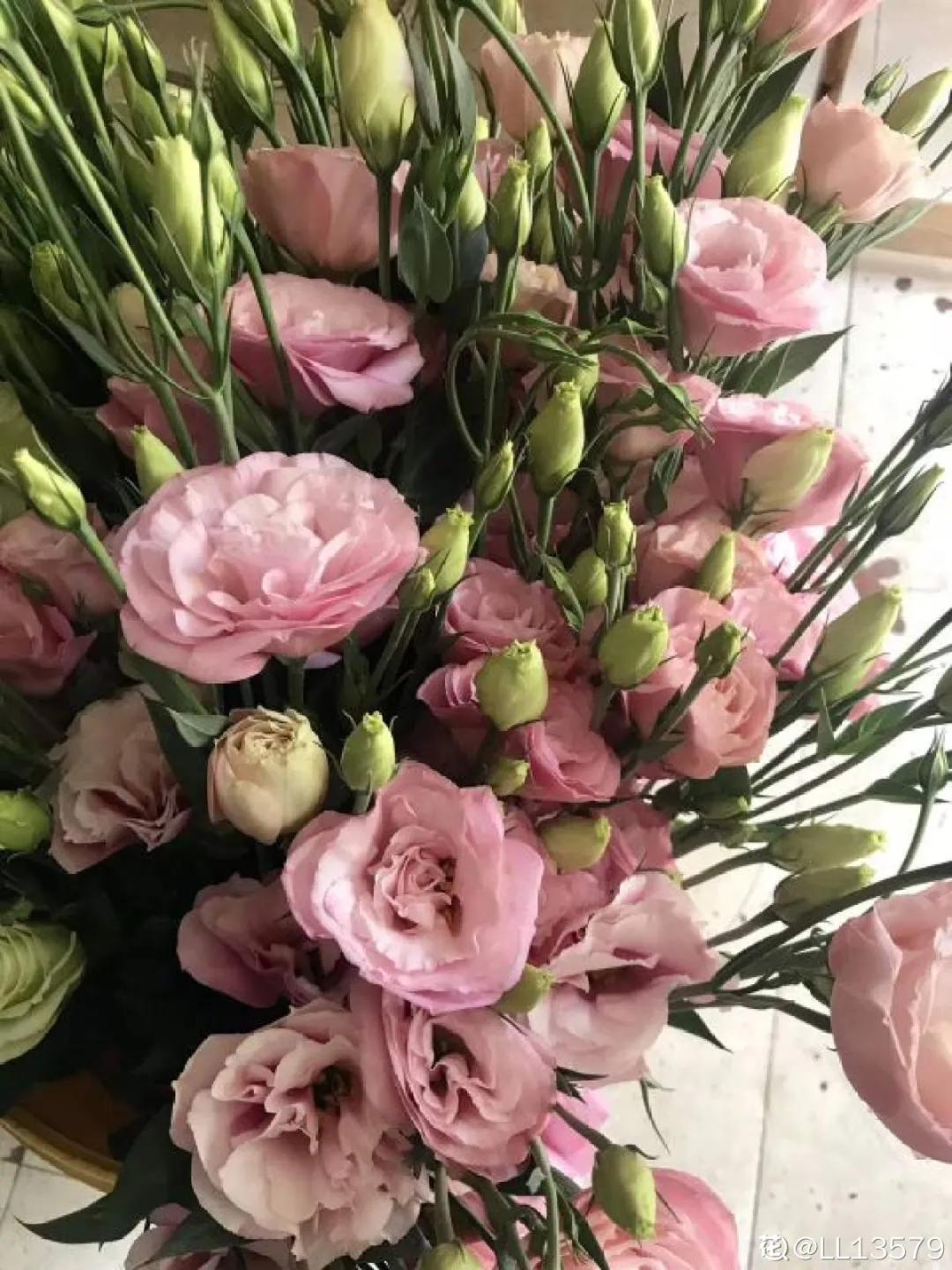 春天开的花有哪些常见又漂亮,十大名花在春天开的有哪些