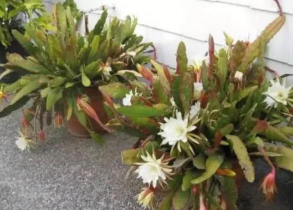 盆栽花老掉蕾怎么处理,盆栽掉花蕾是什么原因