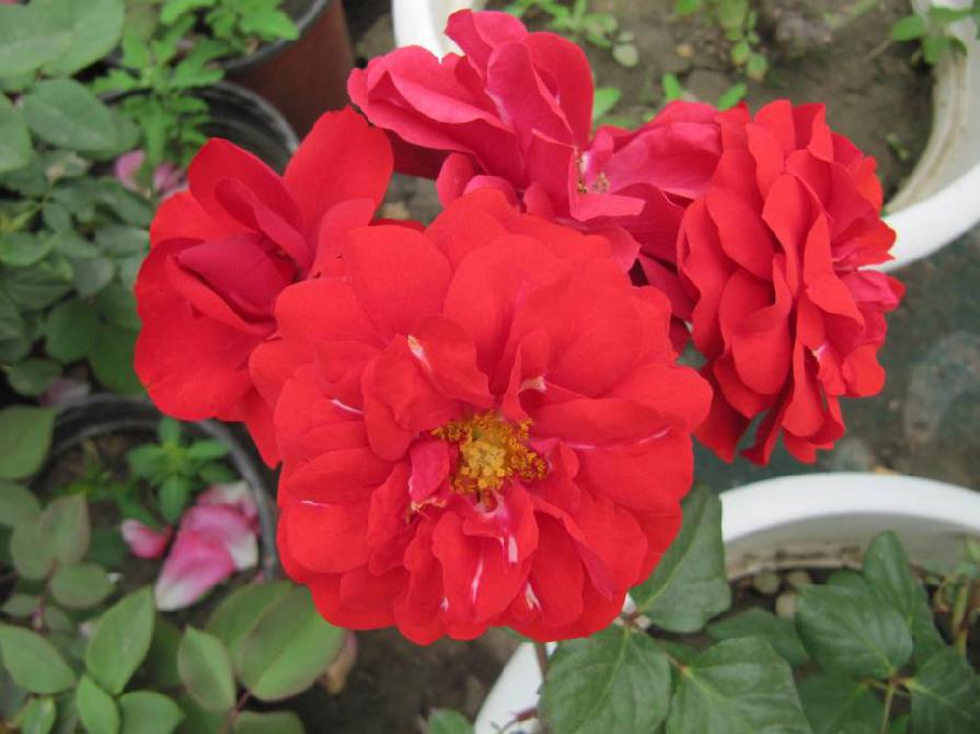 北京常见的树有哪些,北京绿化月季品种