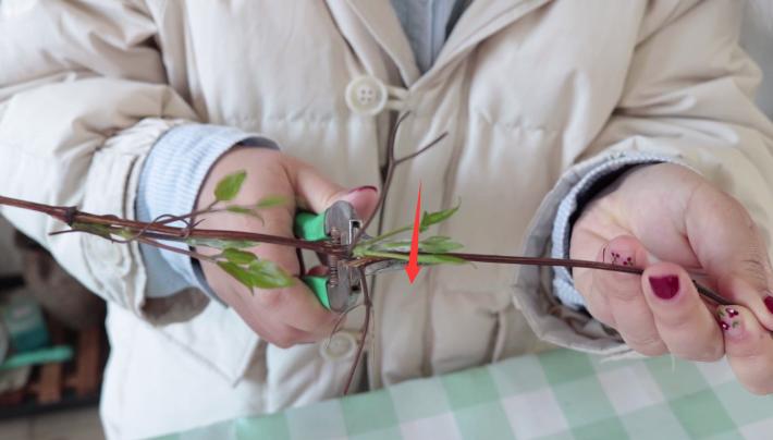 铁线莲养护方法及注意事项,铁线莲新叶子枯萎怎么回事