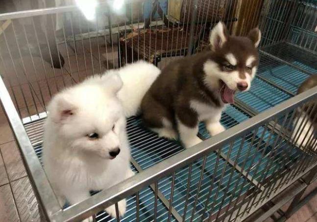 为什么狗狗都害怕进医院,狗狗害怕去宠物店是什么原因