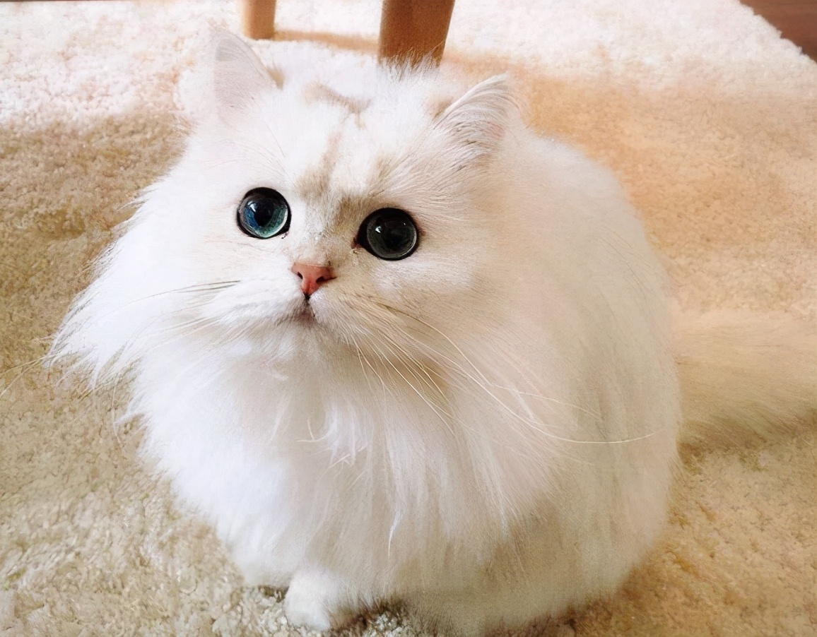 100种猫咪品种,100种猫咪名字大全