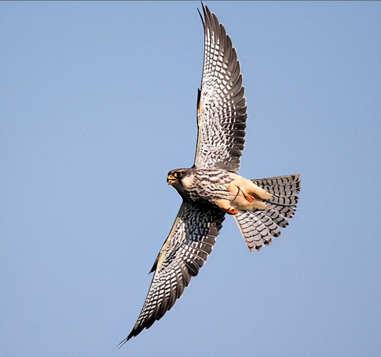 东江揽胜:收集常见鸟类图谱之猛禽篇,摄鸟人自留地,建议收藏