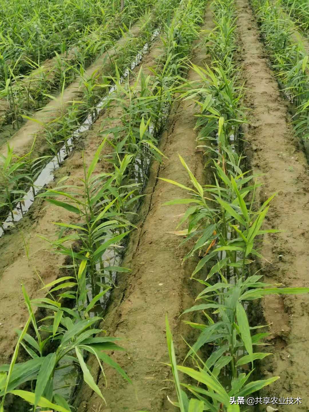 河北行唐：大姜地被淹，如何处理？