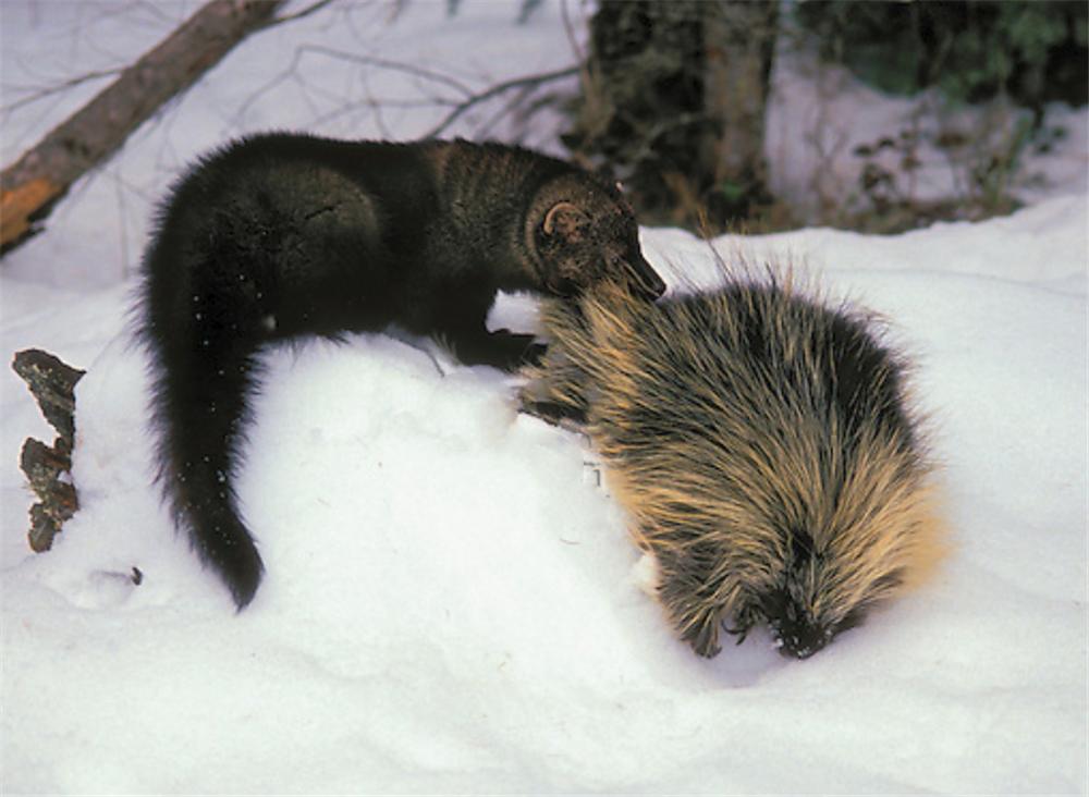 猞猁vs渔貂vs短尾猫,渔貂捕猞猁图片