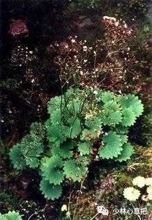 中药药材大全及功效,补肾中药大全及功效