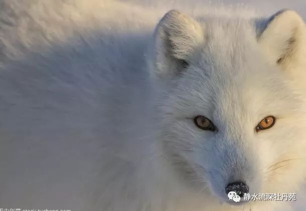 为救老公,玩激情视频赚钱,结果……