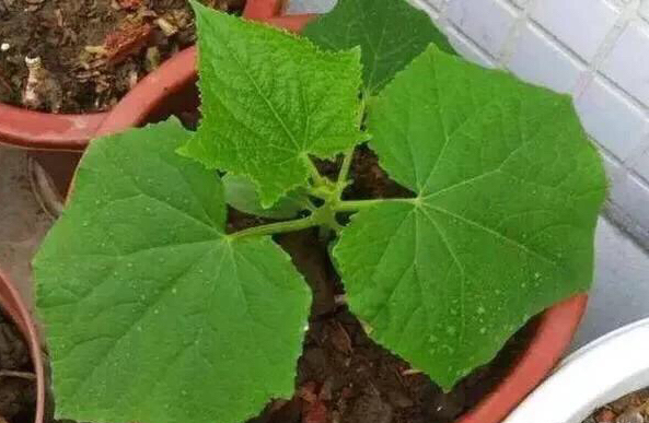 阳台种菜有讲究吗,阳台种菜十大注意事项