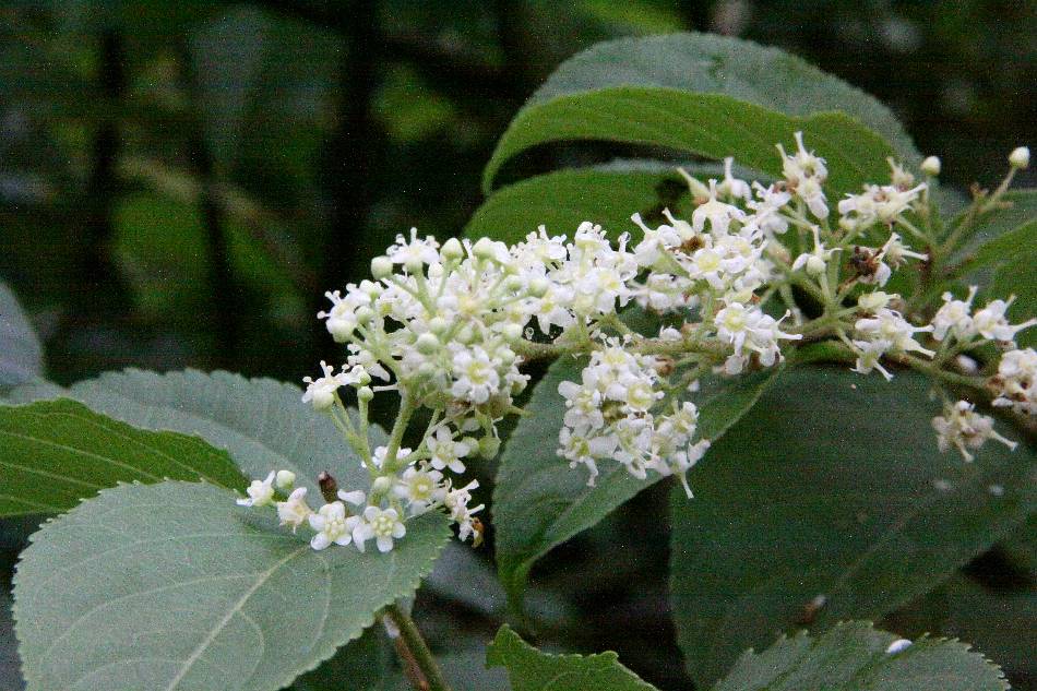 男性避孕药十大排行榜,男性避孕药和女性避孕药谁伤害大