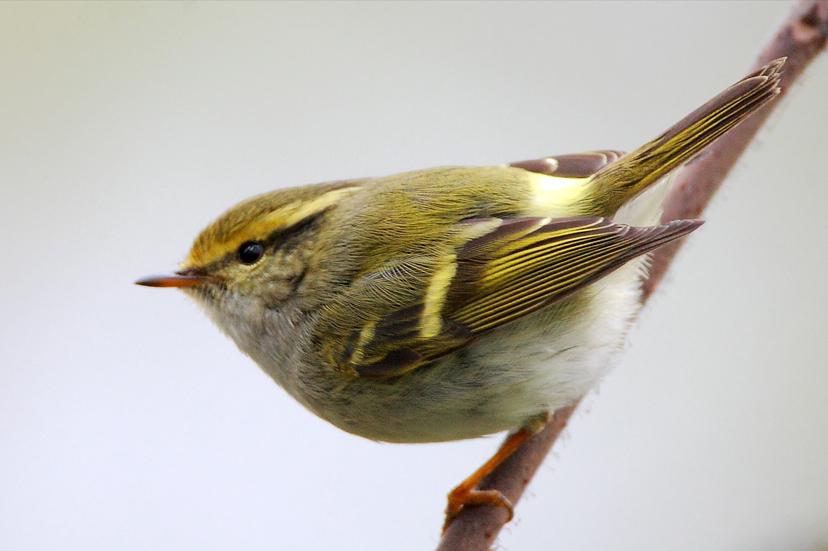 东江揽胜,惠州淡水常见鸟类图谱