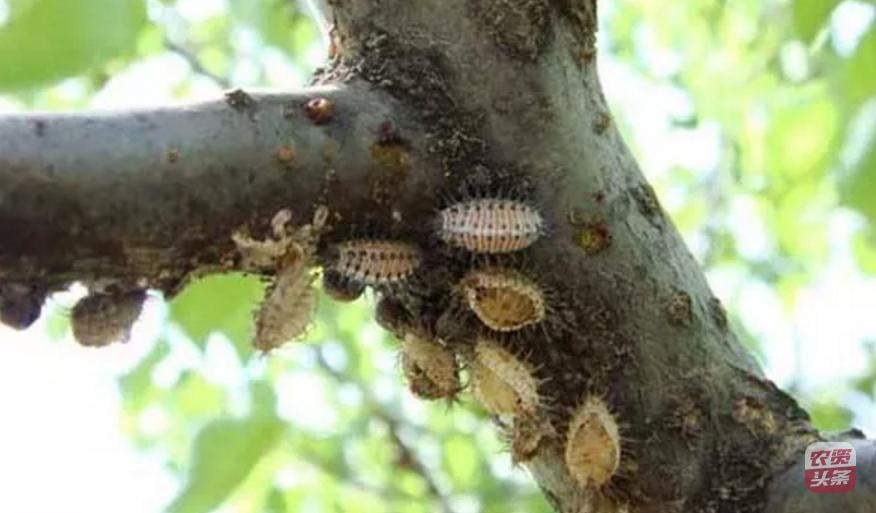 种植杨梅树多少平米一棵,杨梅树庭院种植位置图片