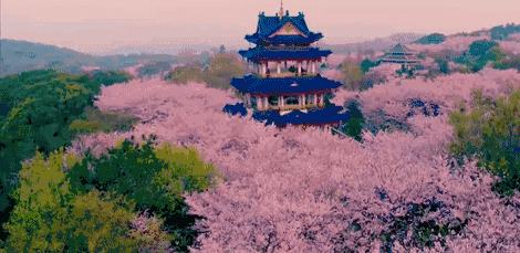 上海周边樱花自驾,上海周边自驾樱花