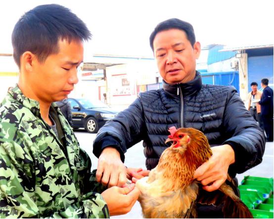 龙胜凤鸡竟“飞”入海鲜市场,“高规格”背后大有文章