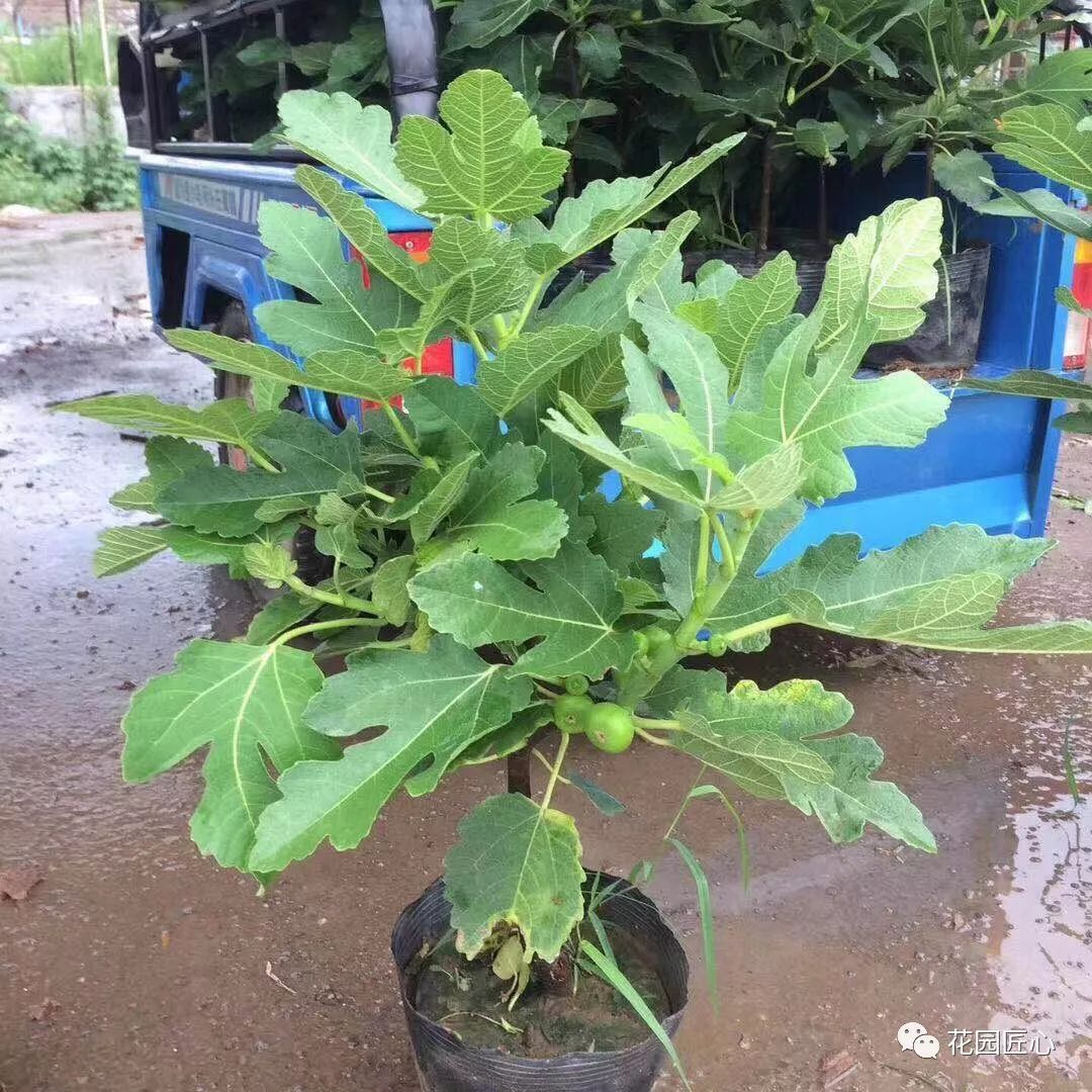 想自己种一棵树,想种自己的树