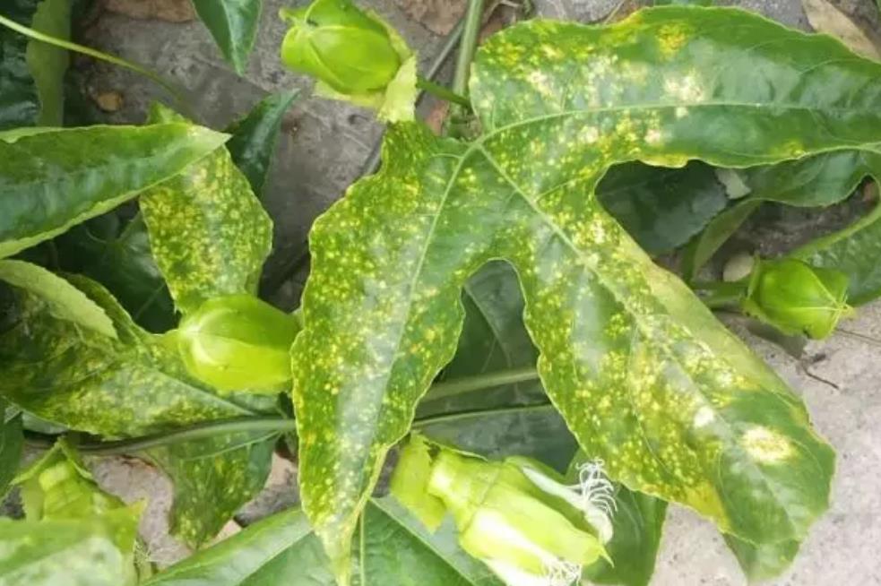 动物病毒感染怎么治疗,植物病毒病解决方案