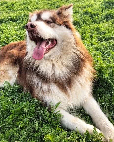 纯种阿拉斯加可以护主吗,巨型阿拉斯加能看家护主吗