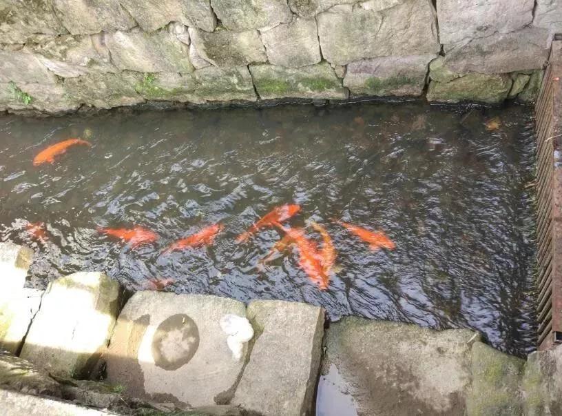 勇敢者的天堂—雷峰漂流，游张思古村一个可以托梦的故乡