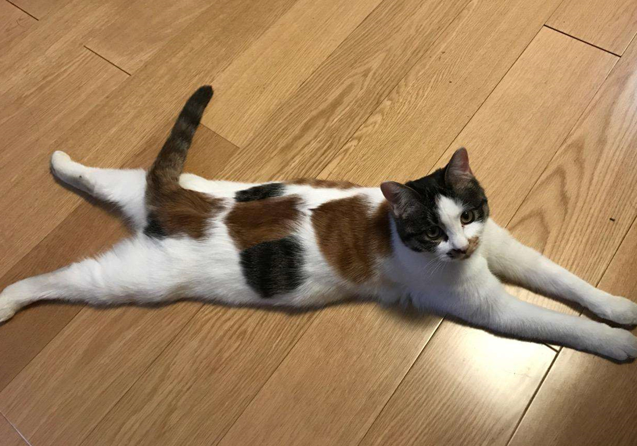 被猫抓伤得了猫抓病,被猫抓伤了可以不打疫苗吗