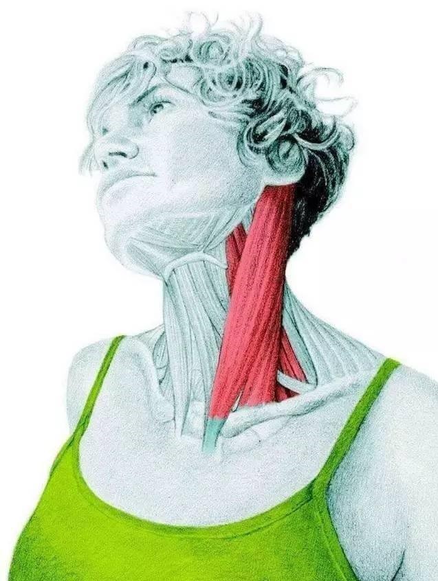 落枕导致的斜方肌疼痛几天自愈,六岁儿童落枕了30秒自愈方法视频