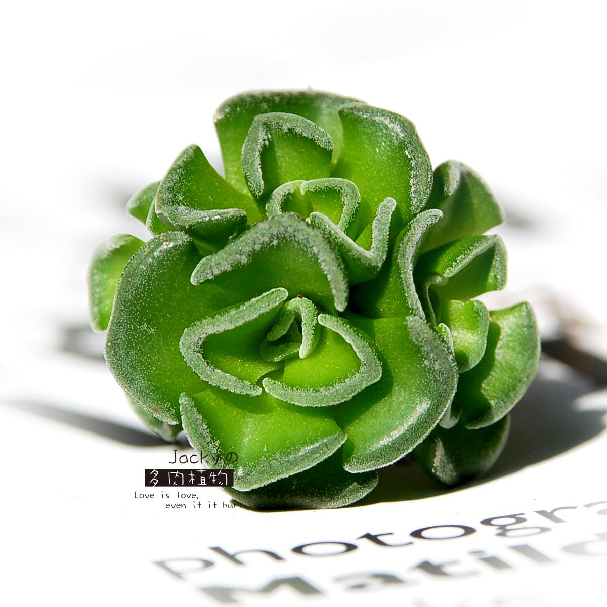 1000种多肉植物图鉴大全大图,景天科1000种多肉植物图鉴