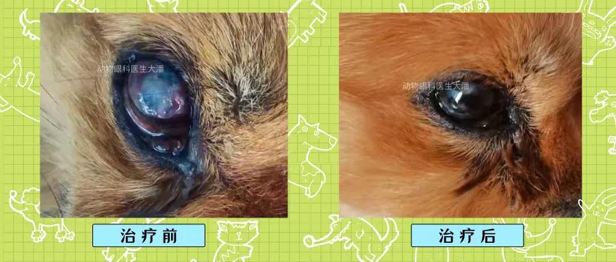 狗狗角膜溃疡眼睛开始长了红血丝,狗狗角膜水肿角膜溃疡怎么治