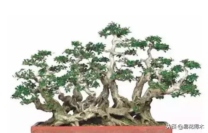 丛林式精品盆景欣赏,丛林盆景浅盆